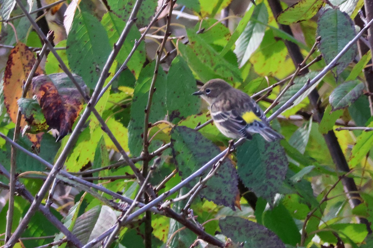 Yellow-rumped Warbler - ML643853322