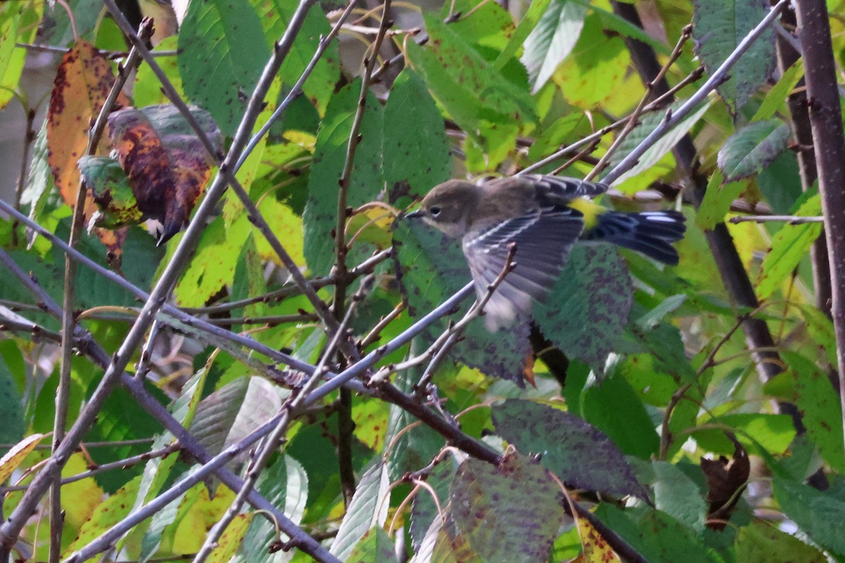 Yellow-rumped Warbler - ML643853323