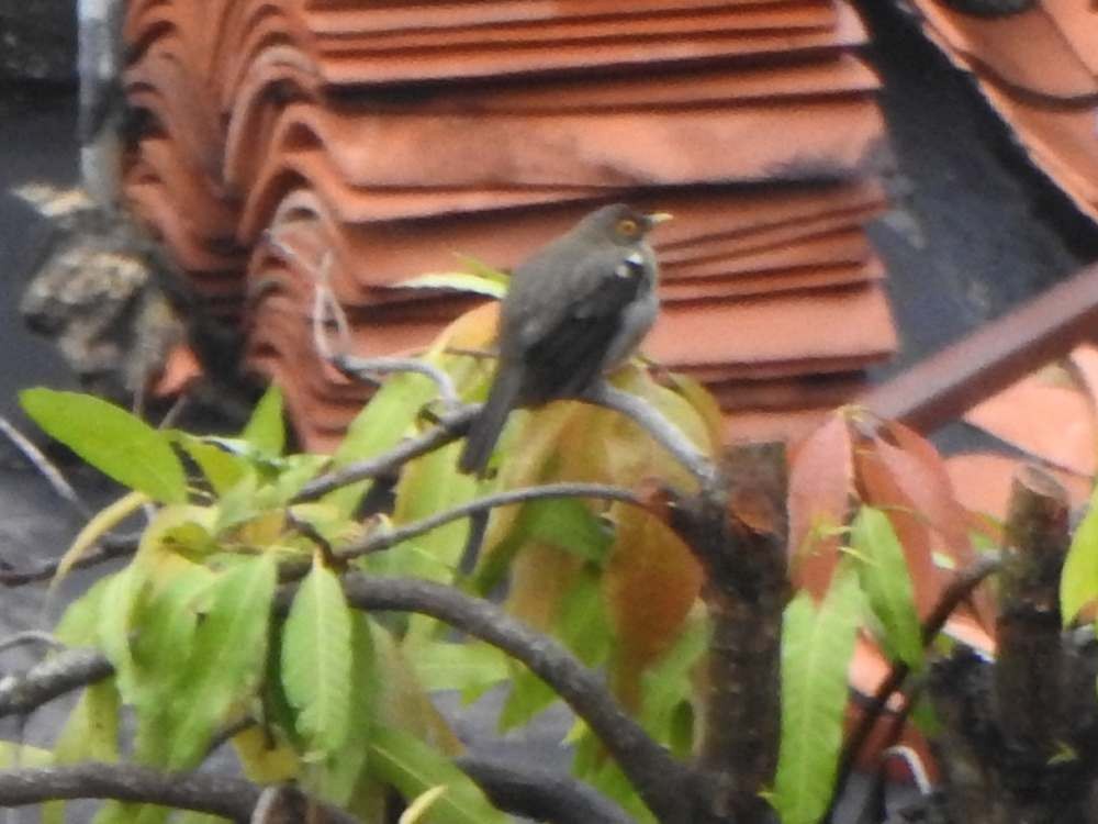 Spectacled Thrush - ML643853327