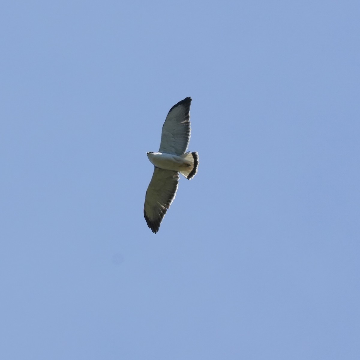 Variable Hawk - ML643853332
