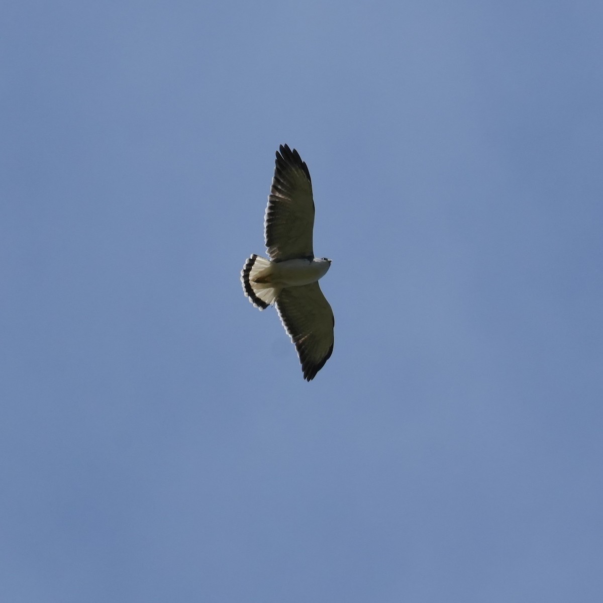 Variable Hawk - ML643853333