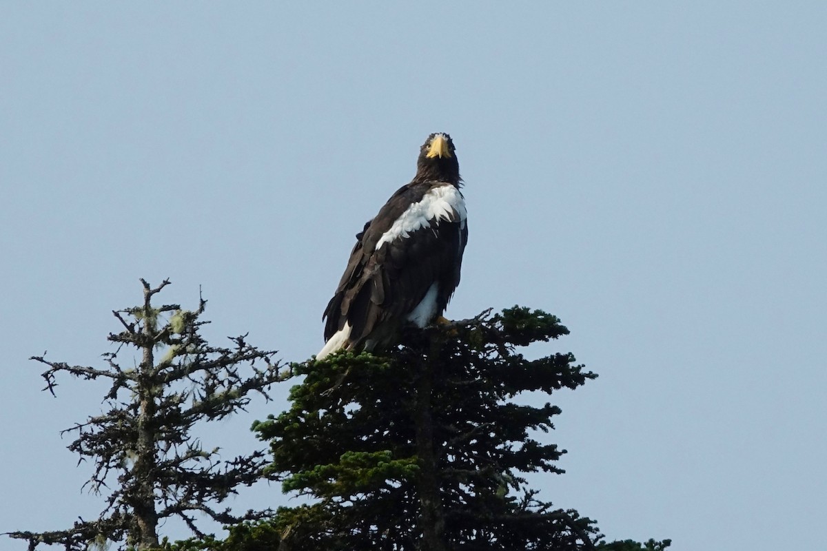 kjempehavørn - ML643853334