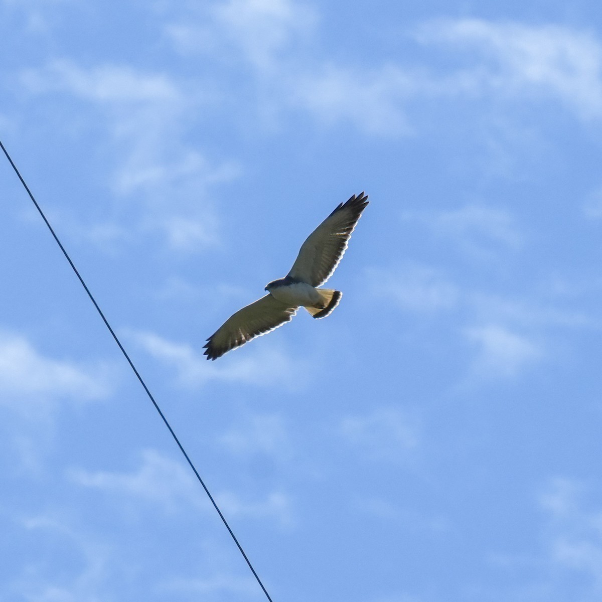Variable Hawk - ML643853335