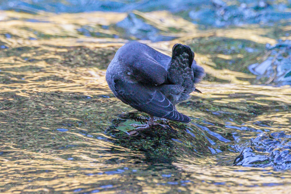 American Dipper - ML643853358