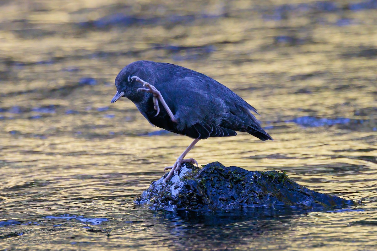 American Dipper - ML643853379