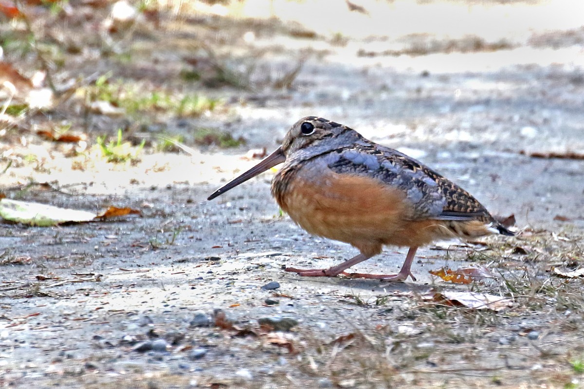American Woodcock - ML643853401
