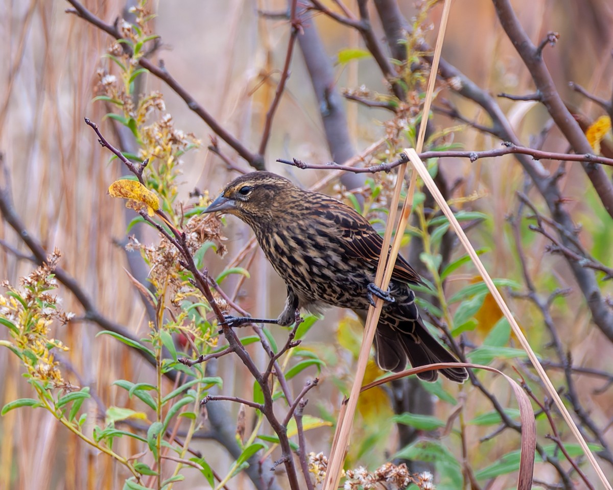 Red-winged Blackbird - ML643853404