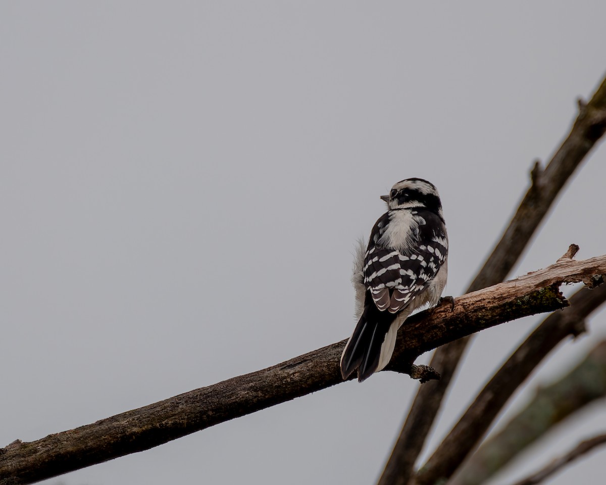 Downy Woodpecker - ML643853415