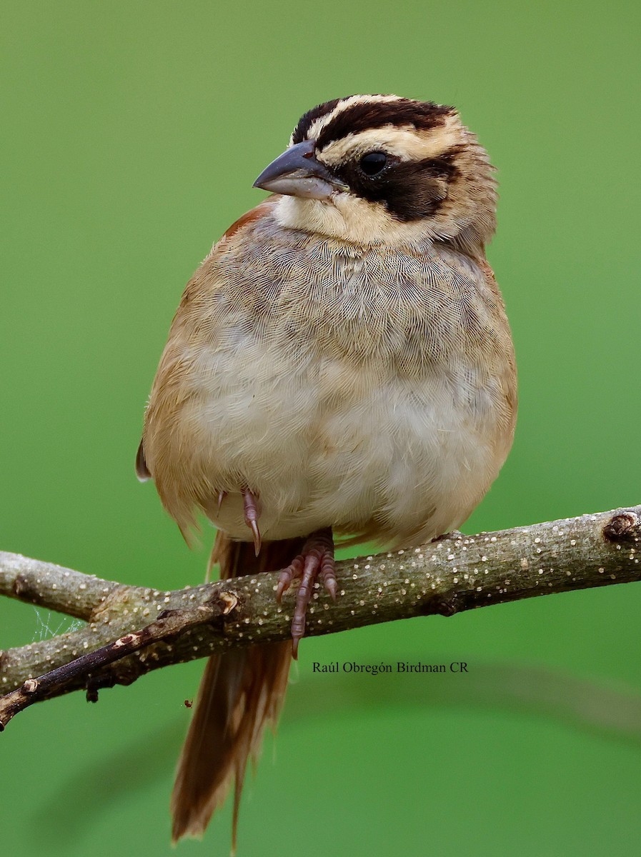 Чінголо широкобровий - ML643853423