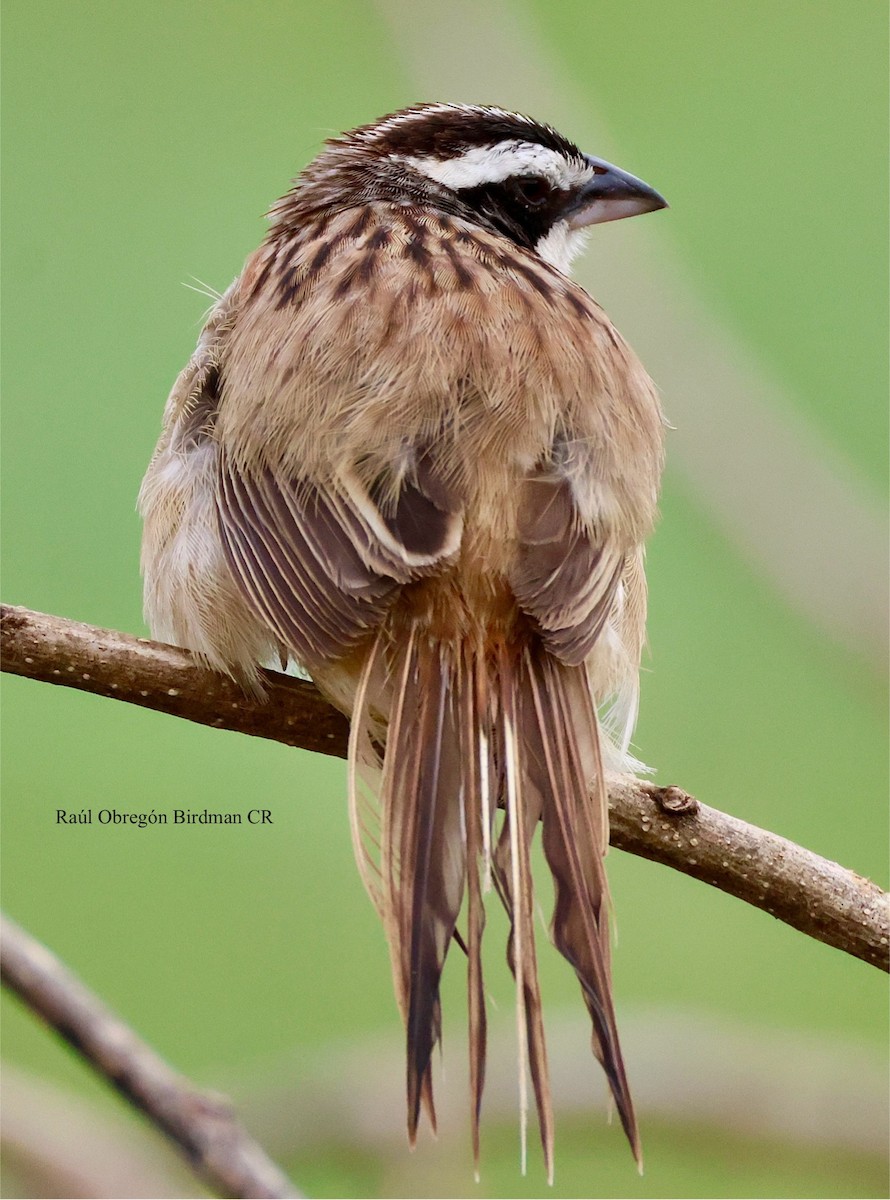 Чінголо широкобровий - ML643853424