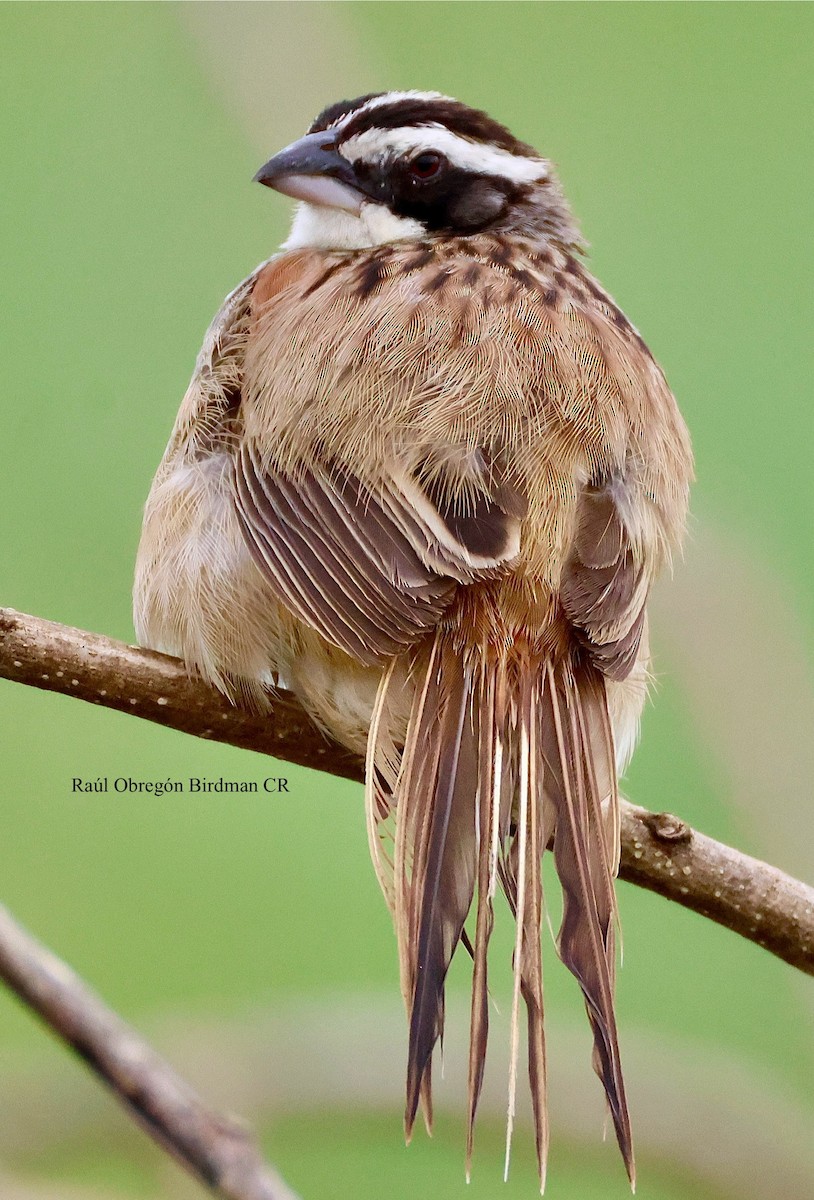 Чінголо широкобровий - ML643853425