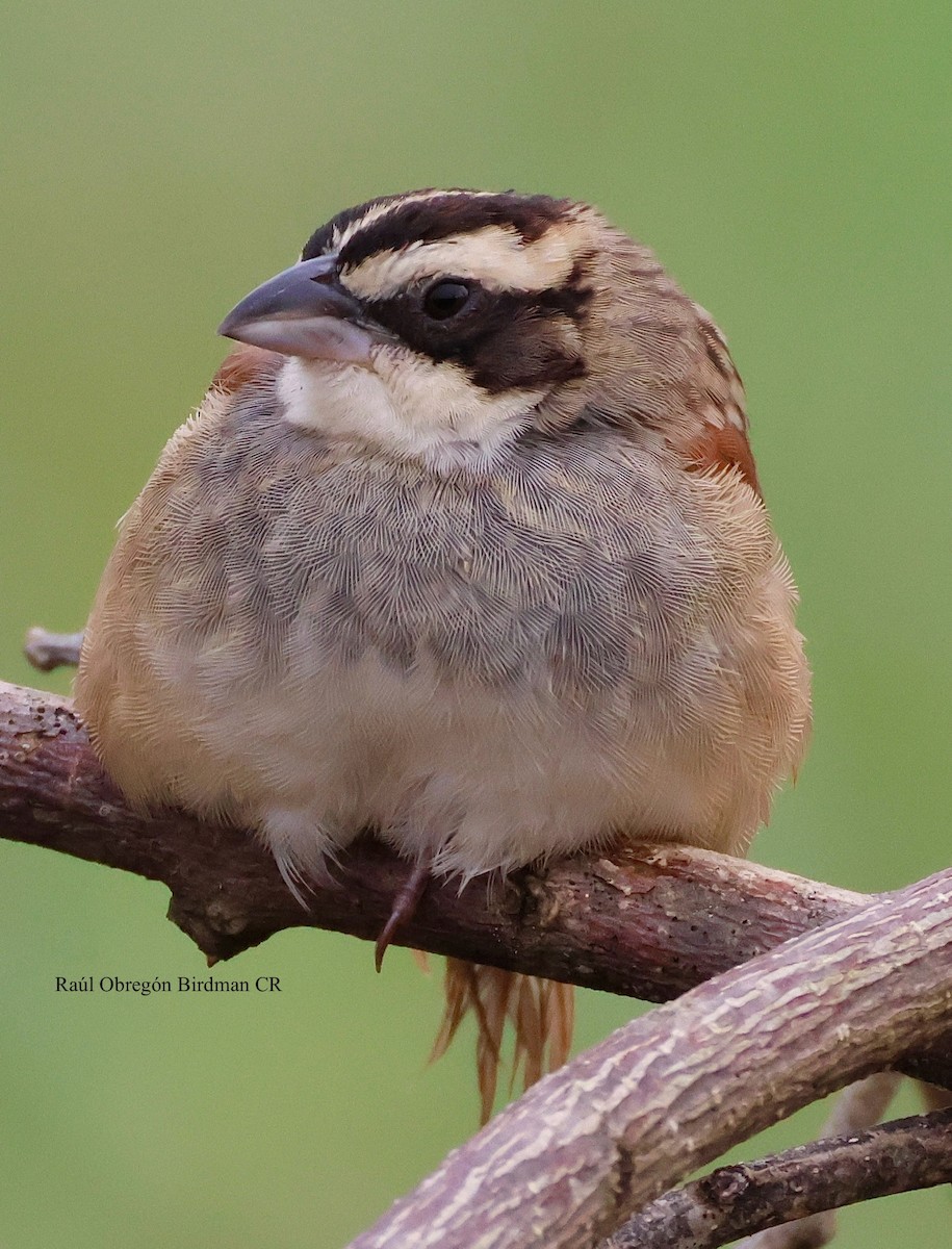 Чінголо широкобровий - ML643853426