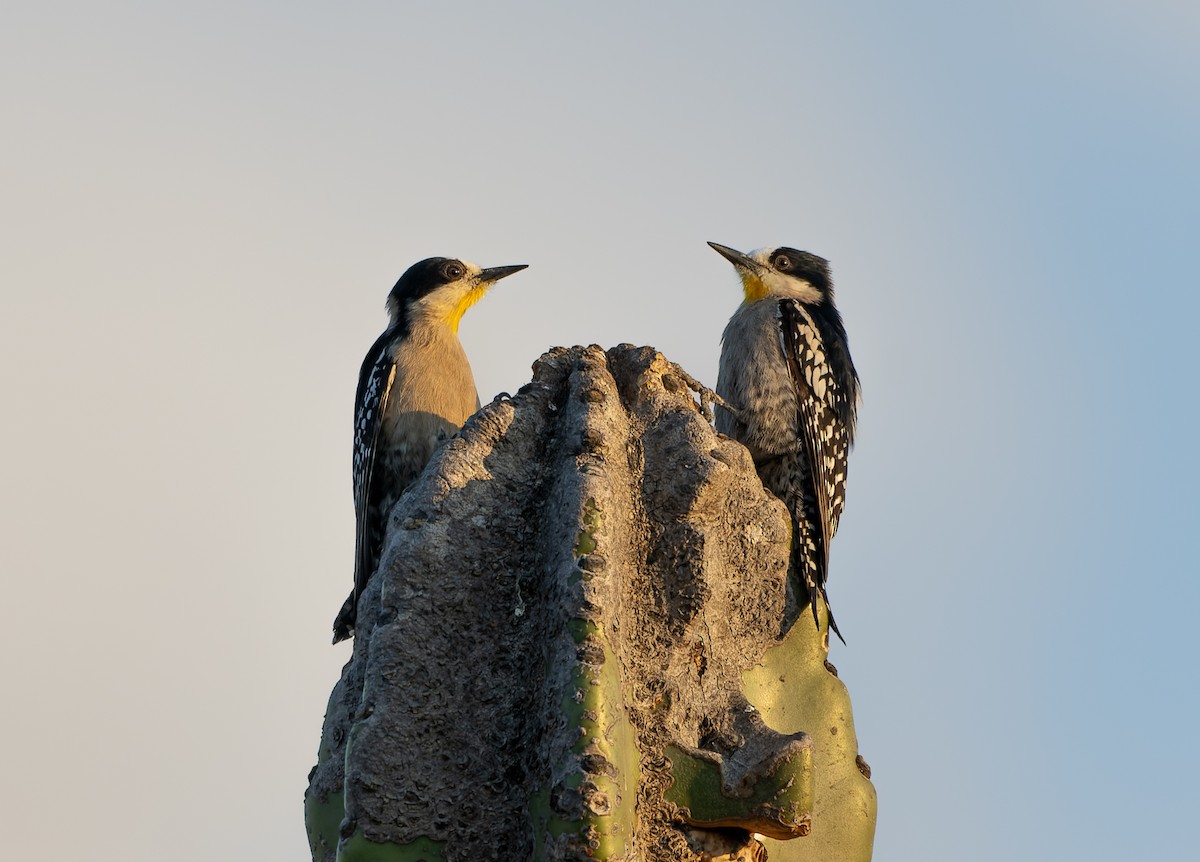 White-fronted Woodpecker - ML643853446