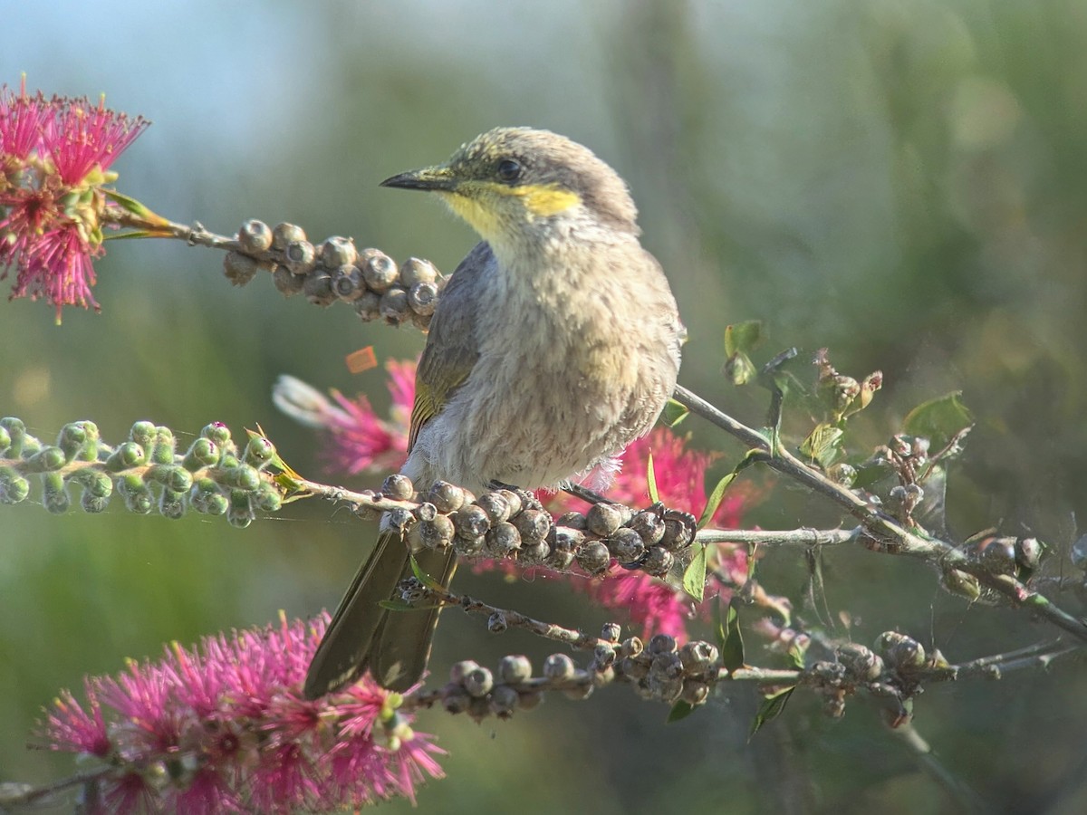 Singing Honeyeater - ML643853447