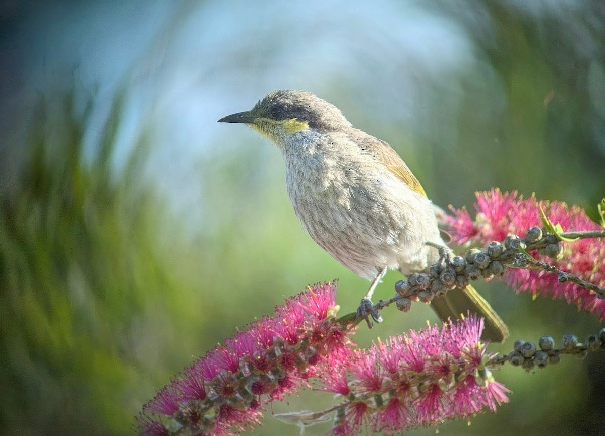 Singing Honeyeater - ML643853448