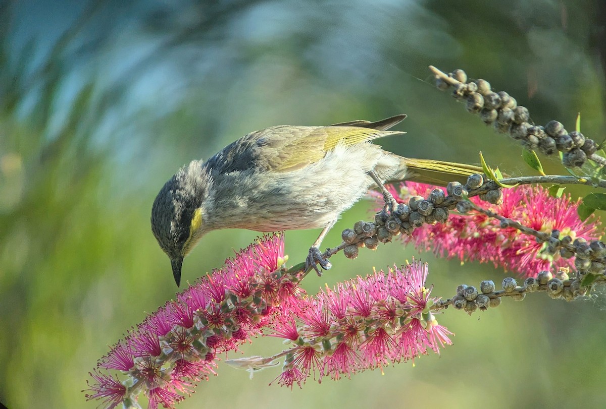 Singing Honeyeater - ML643853449