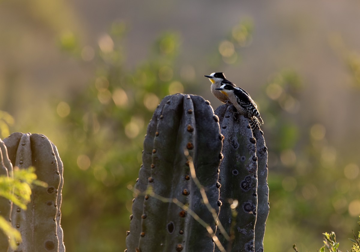 White-fronted Woodpecker - ML643853450