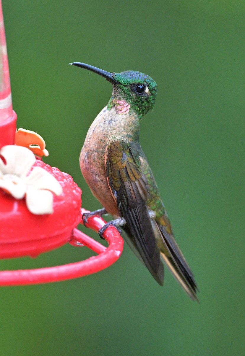 Fawn-breasted Brilliant - ML643853455