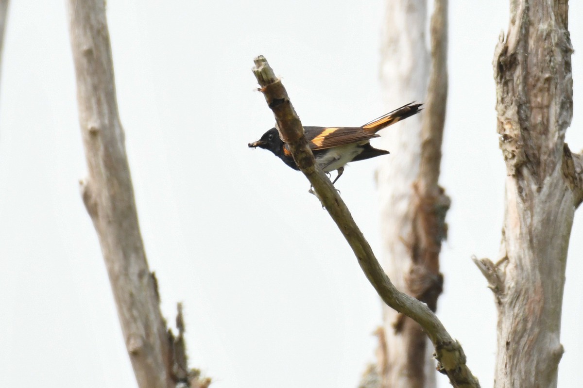 American Redstart - ML643853456