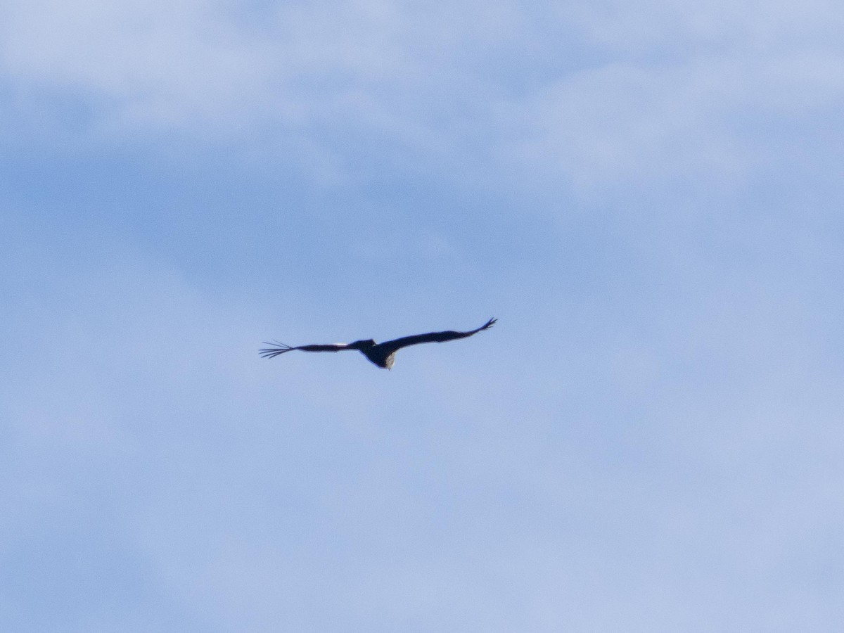 Andean Condor - ML643853466
