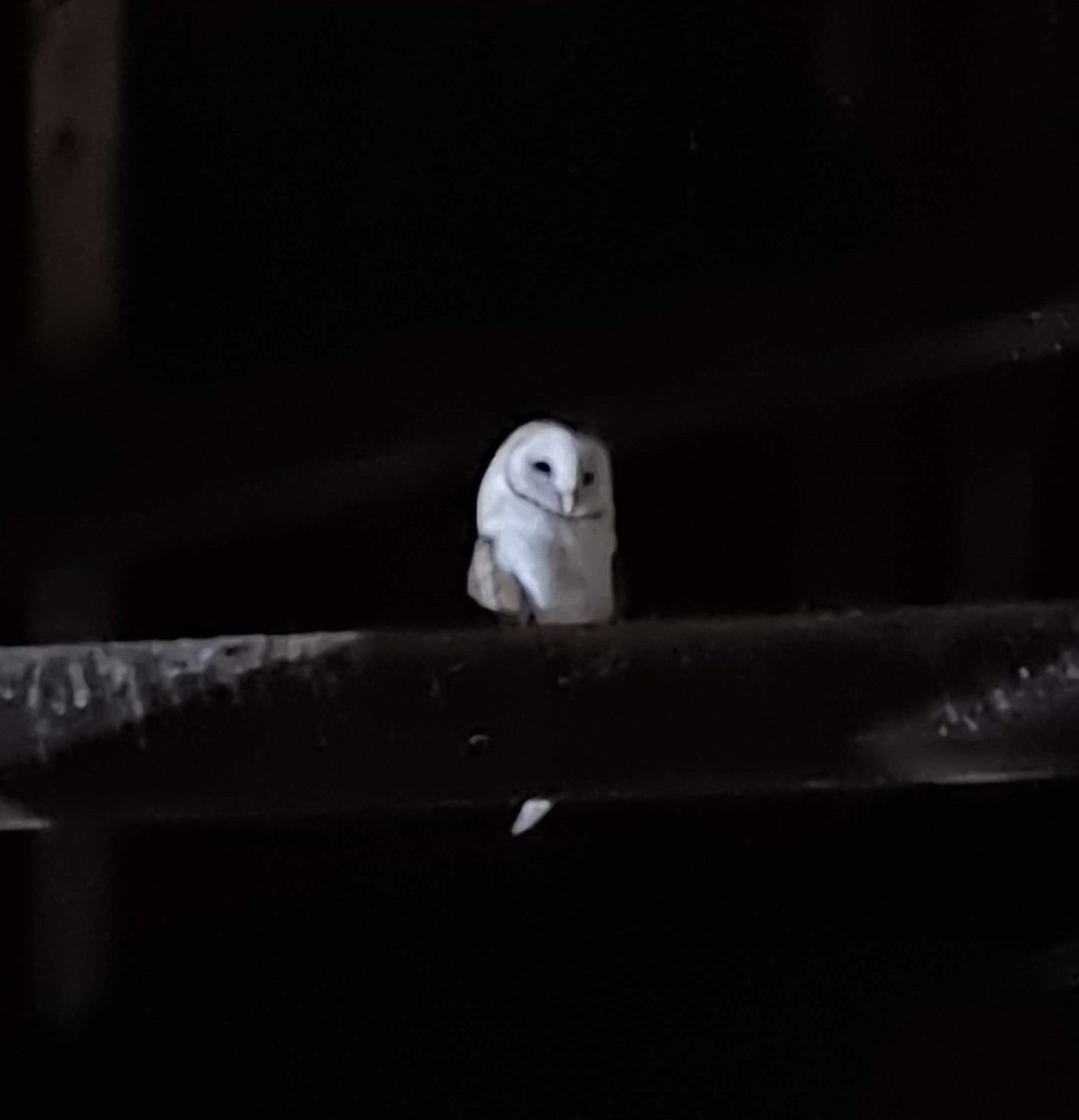 American Barn Owl - ML643853468