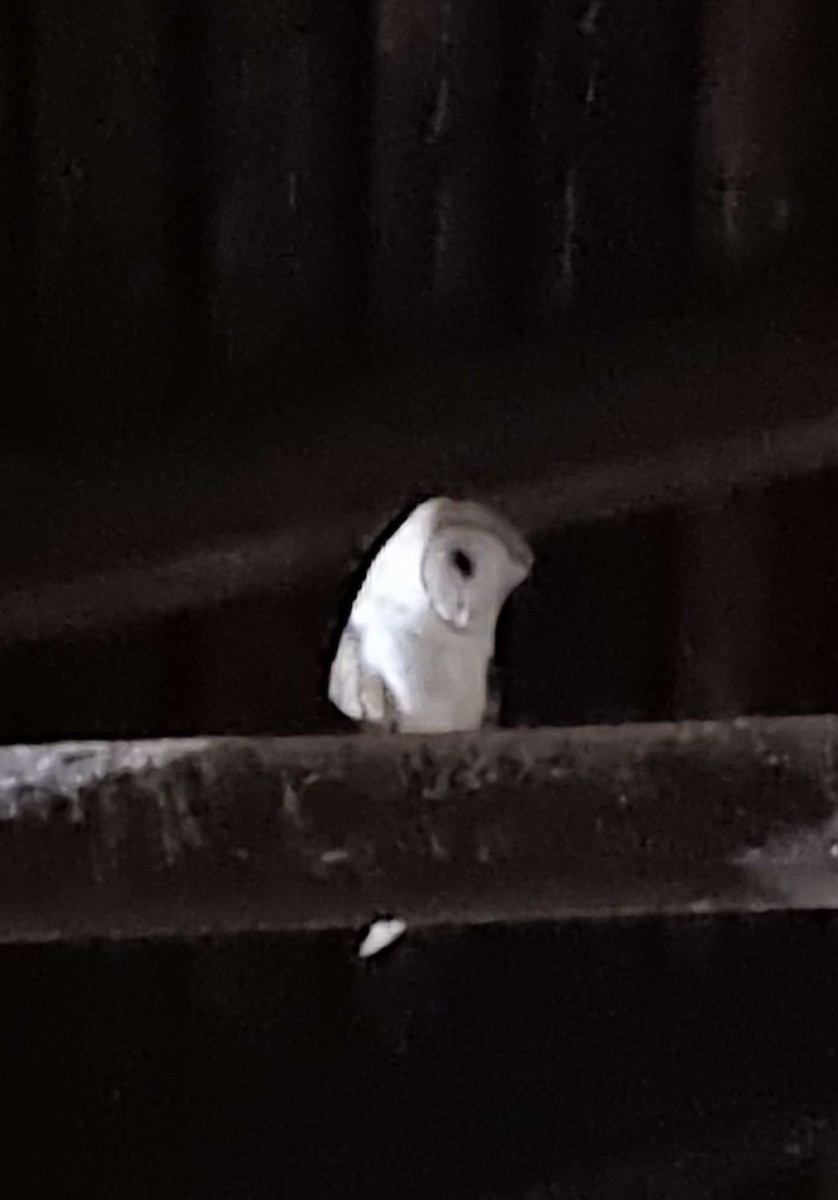 American Barn Owl - ML643853469