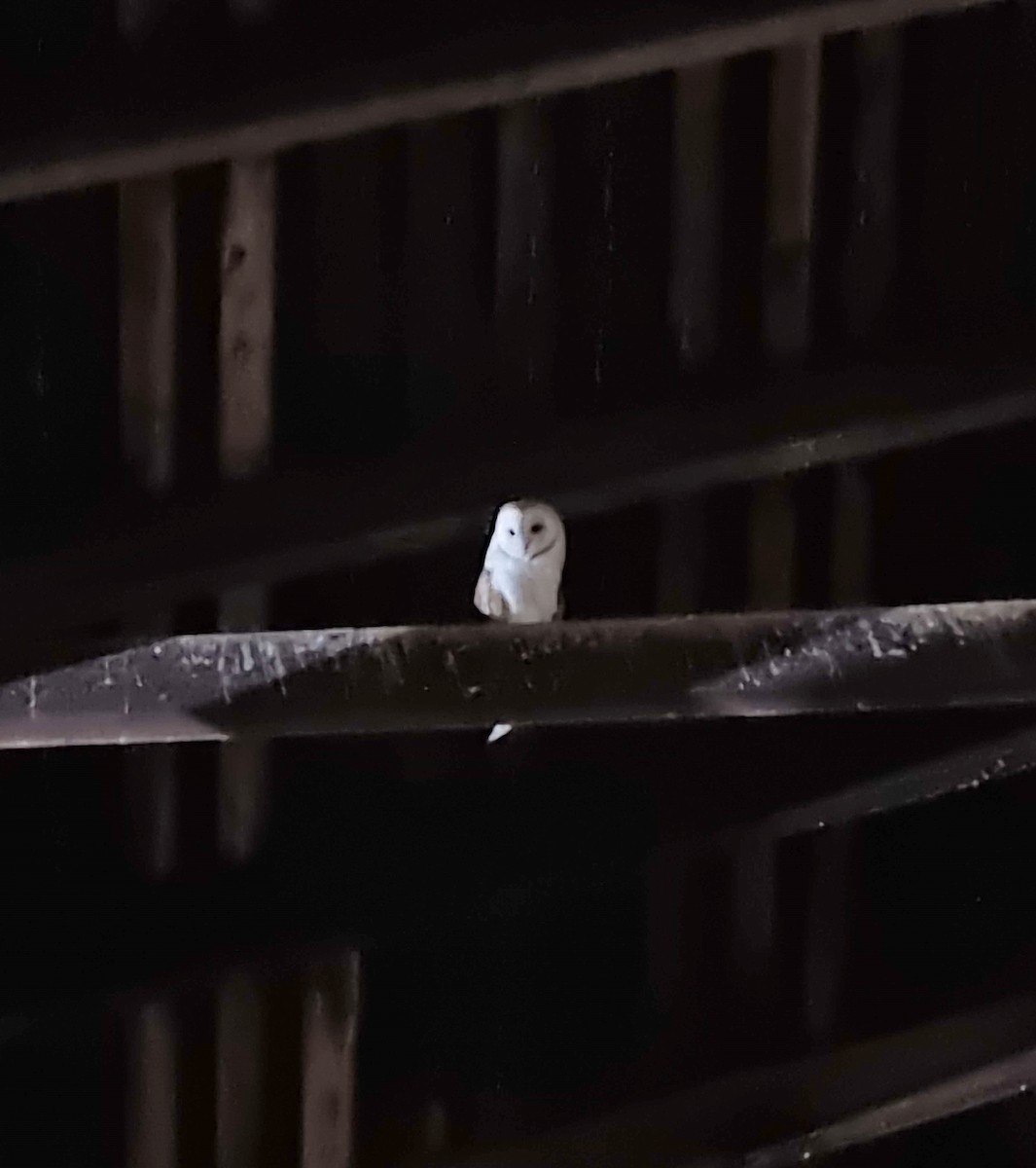 American Barn Owl - ML643853470