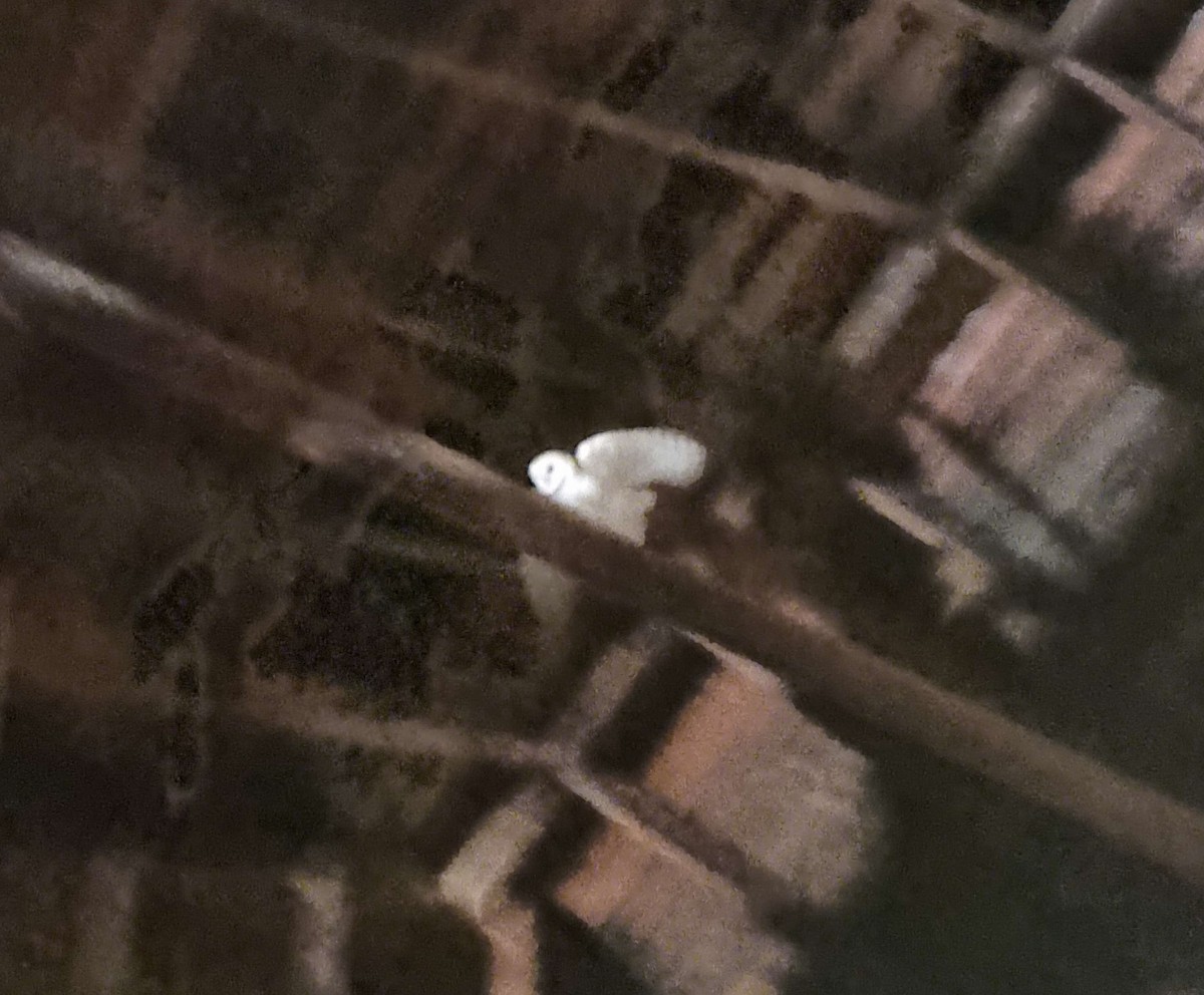 American Barn Owl - ML643853471