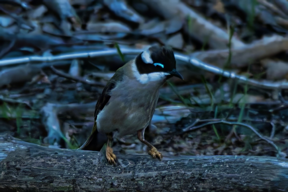 ノドグロハチマキミツスイ（gularis） - ML643853481