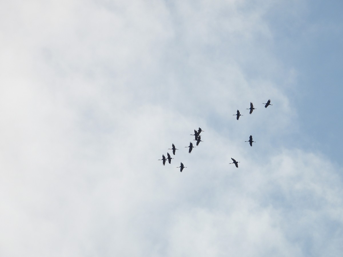 hvitnakketrane - ML643853492