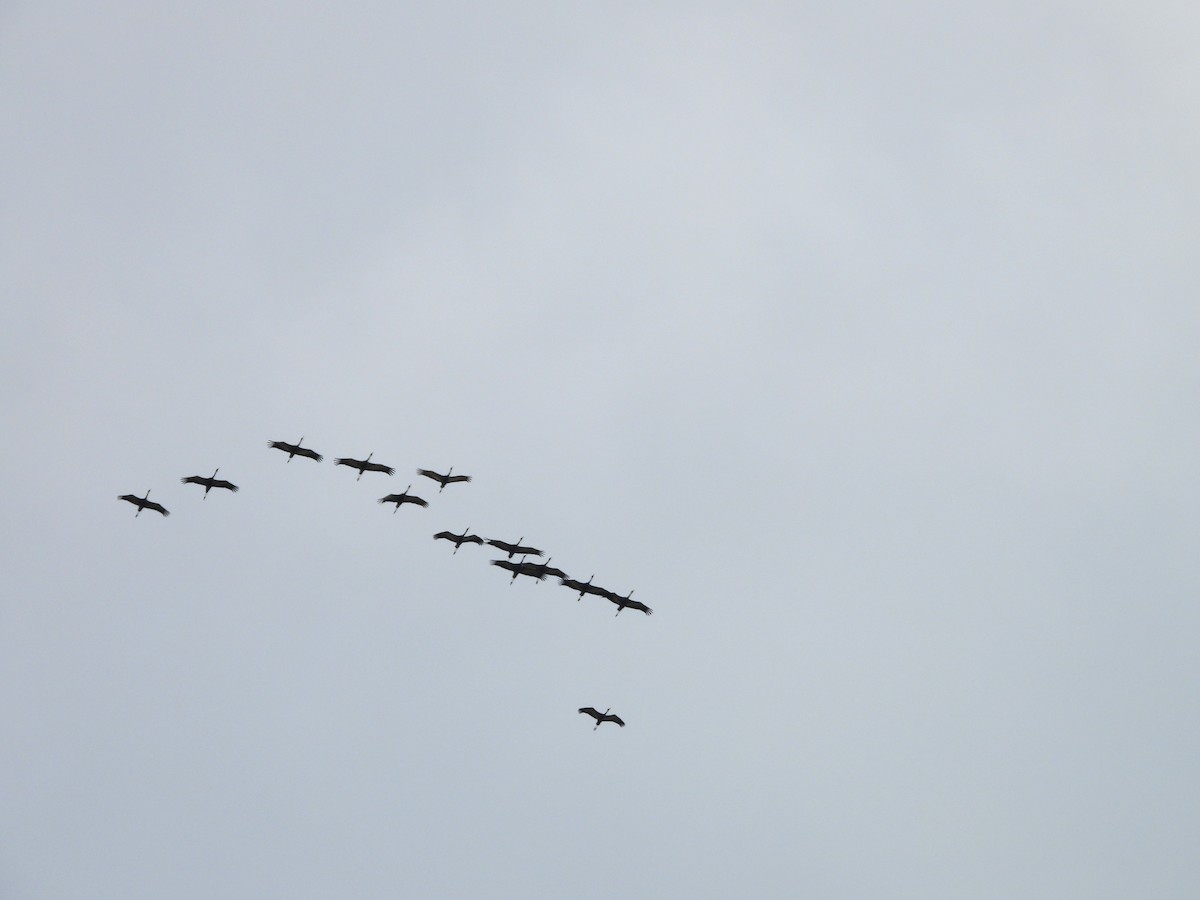 hvitnakketrane - ML643853493