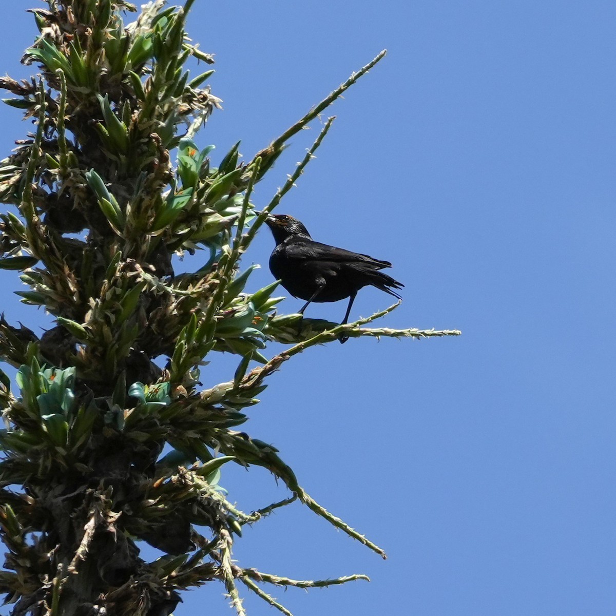 Austral Blackbird - ML643853501