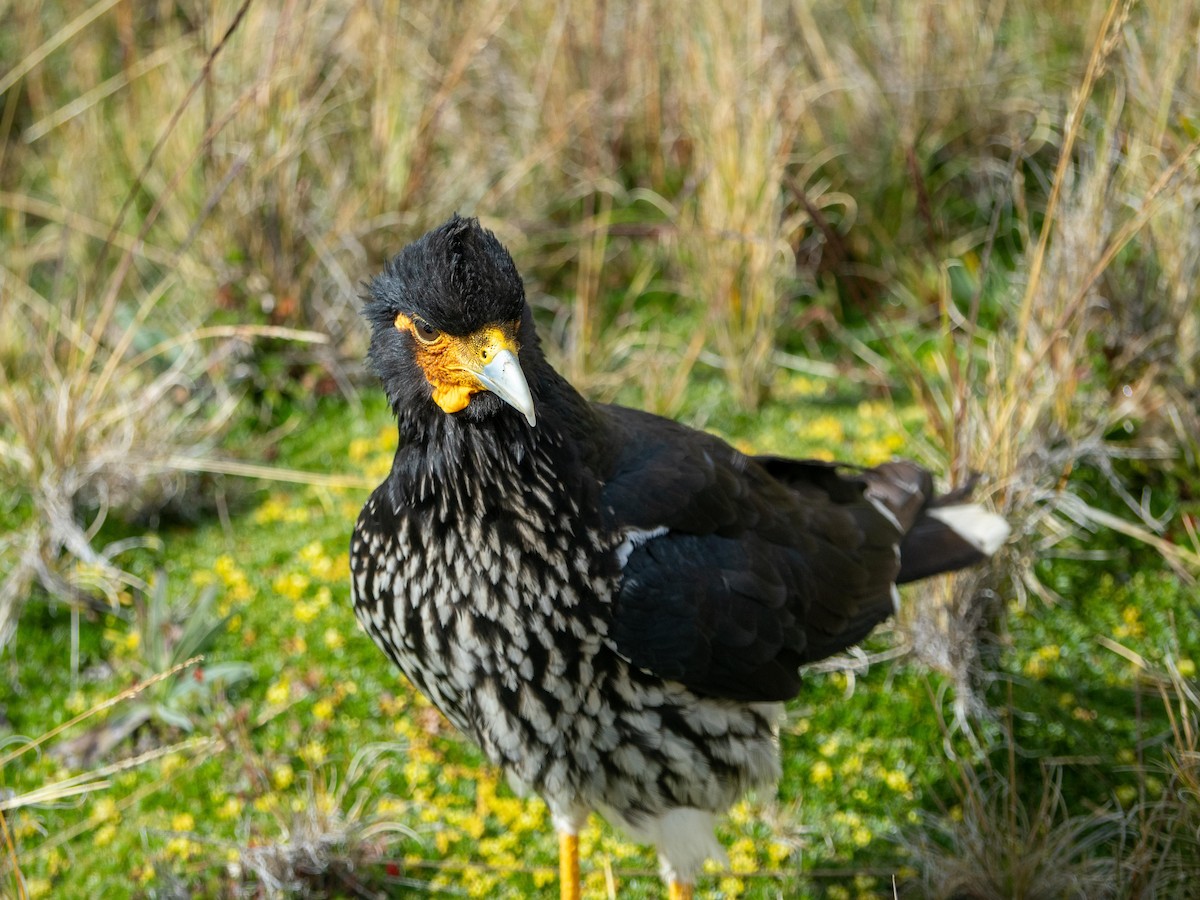 Carunculated Caracara - ML643853543
