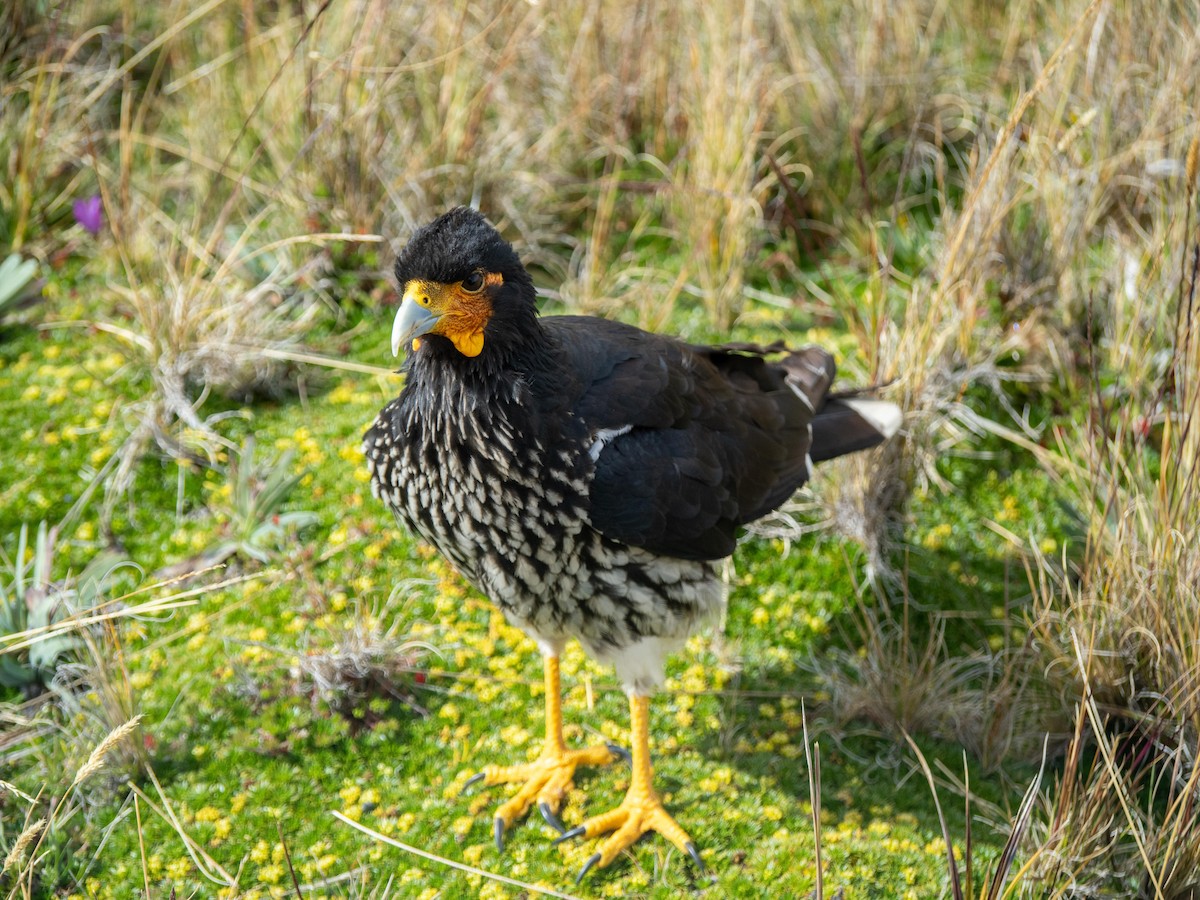 Carunculated Caracara - ML643853544