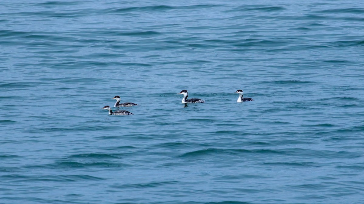 Horned Grebe - ML643853546