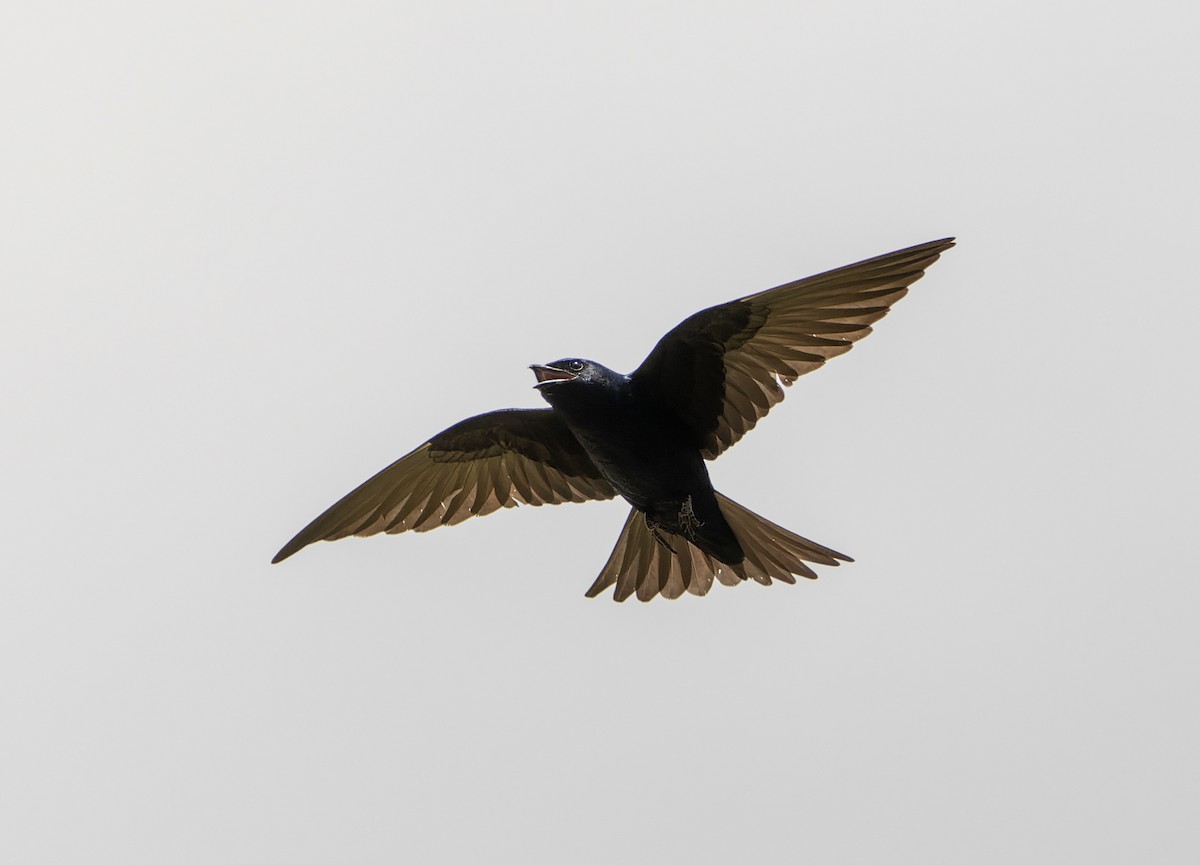 Southern Martin - ML643853547