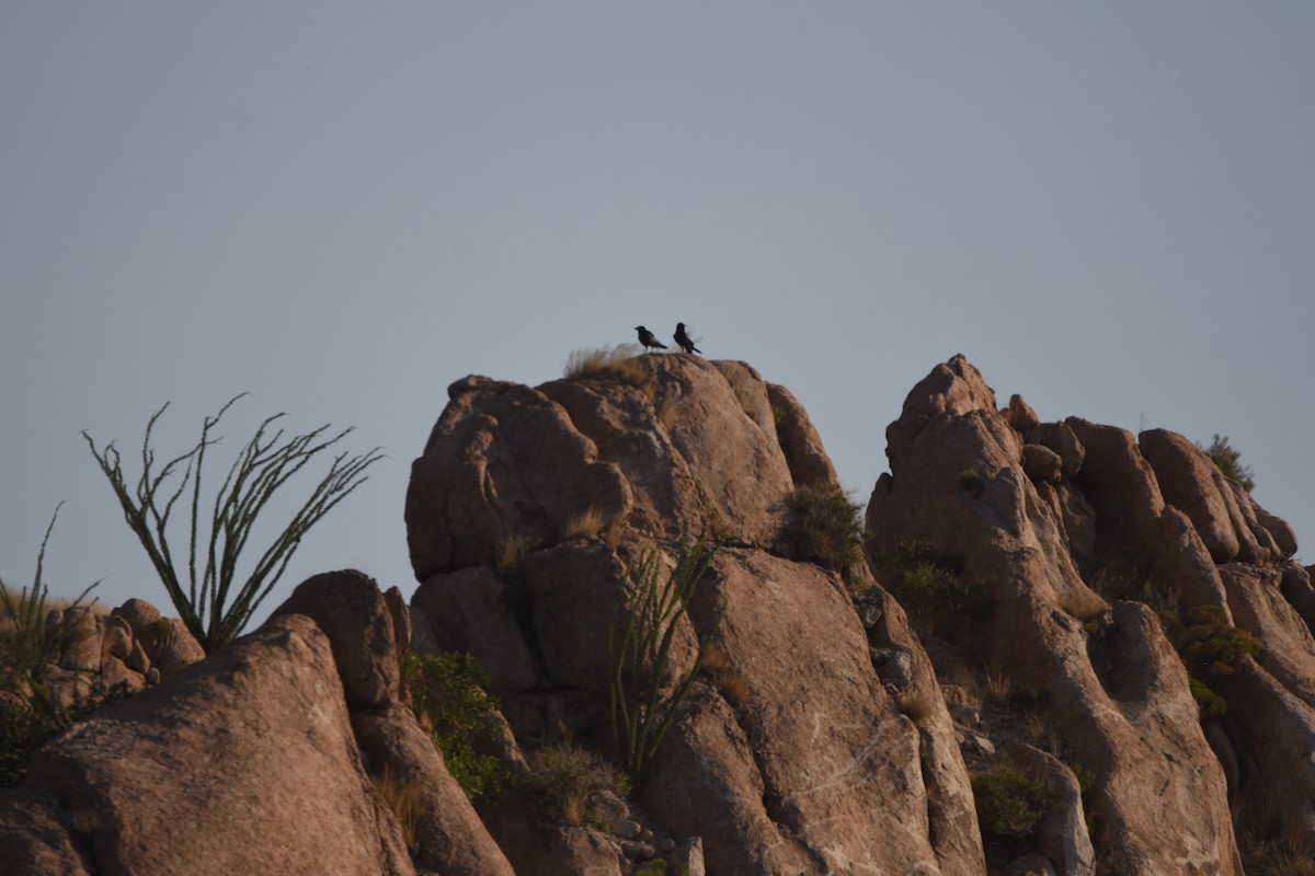Chihuahuan Raven - ML643853549