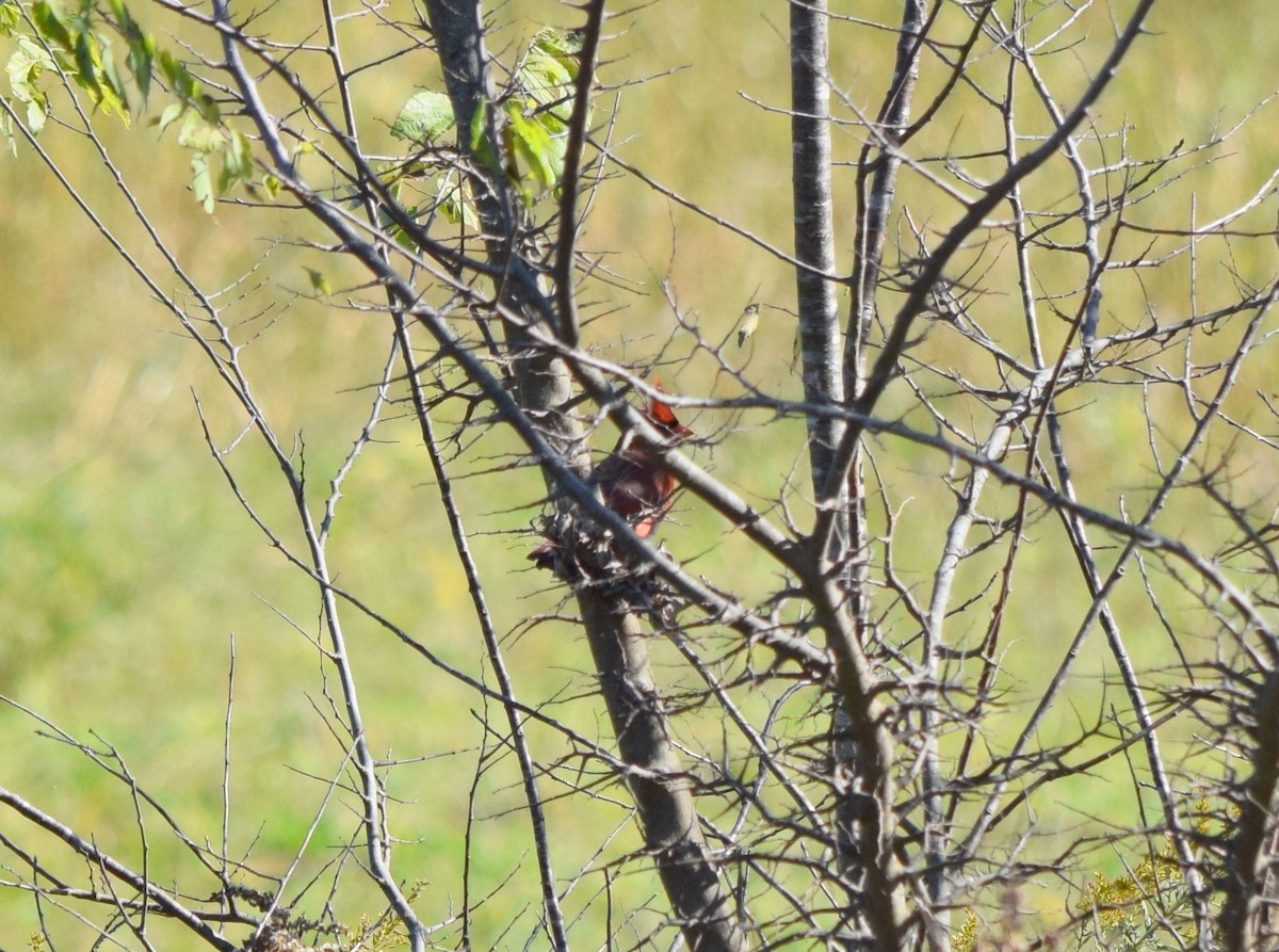 Cardinal rouge - ML643853555