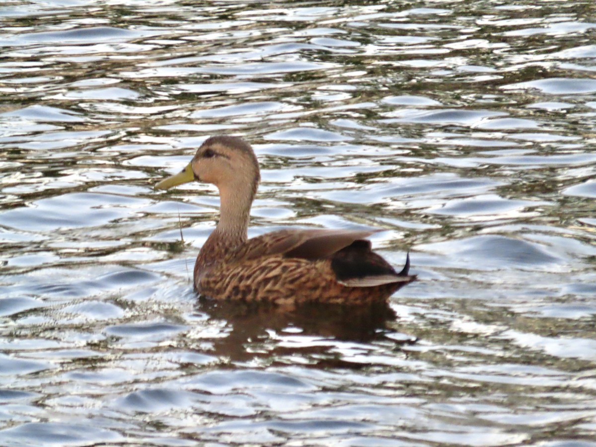 Canard brun (fulvigula) - ML643853564