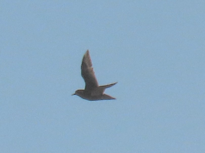 European Golden-Plover - ML643853565