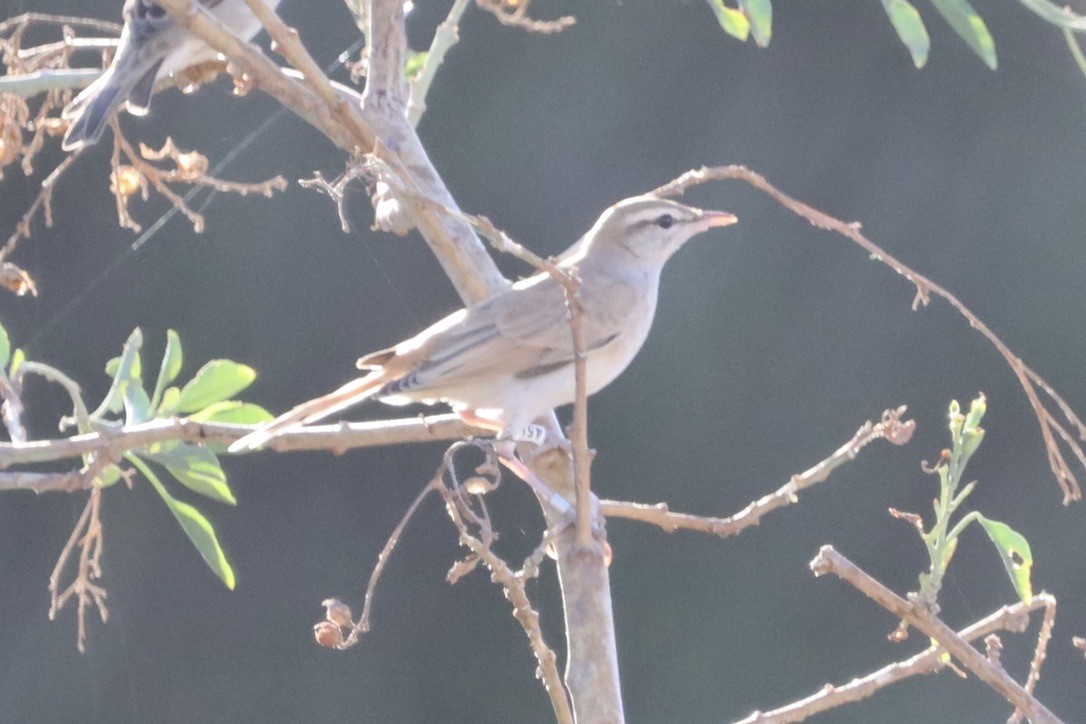 Rufous-tailed Scrub-Robin - ML643853570