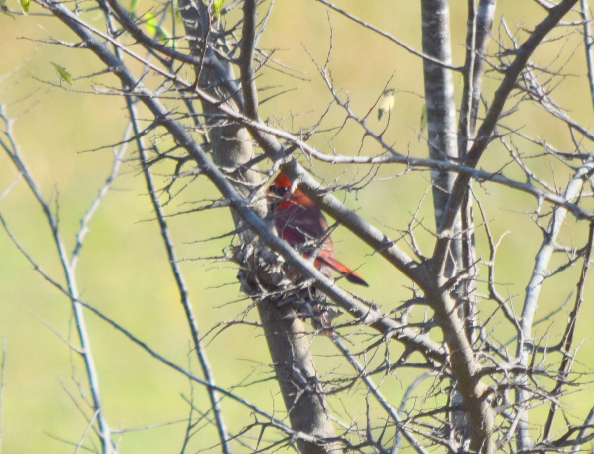 Cardinal rouge - ML643853575