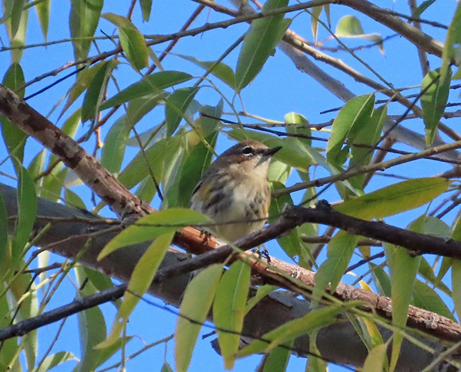 Yellow-rumped Warbler - ML643853600