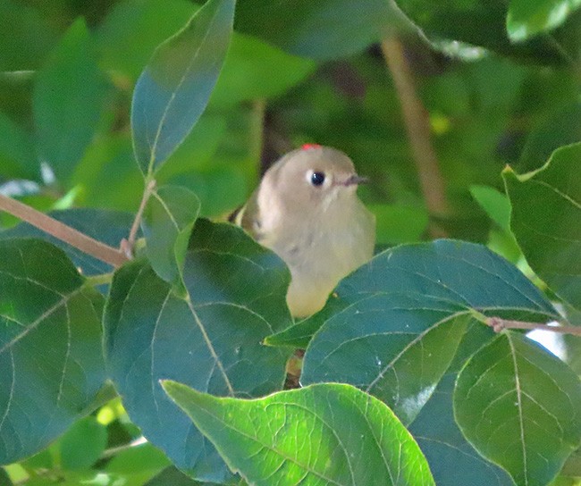 Ruby-crowned Kinglet - ML643853611