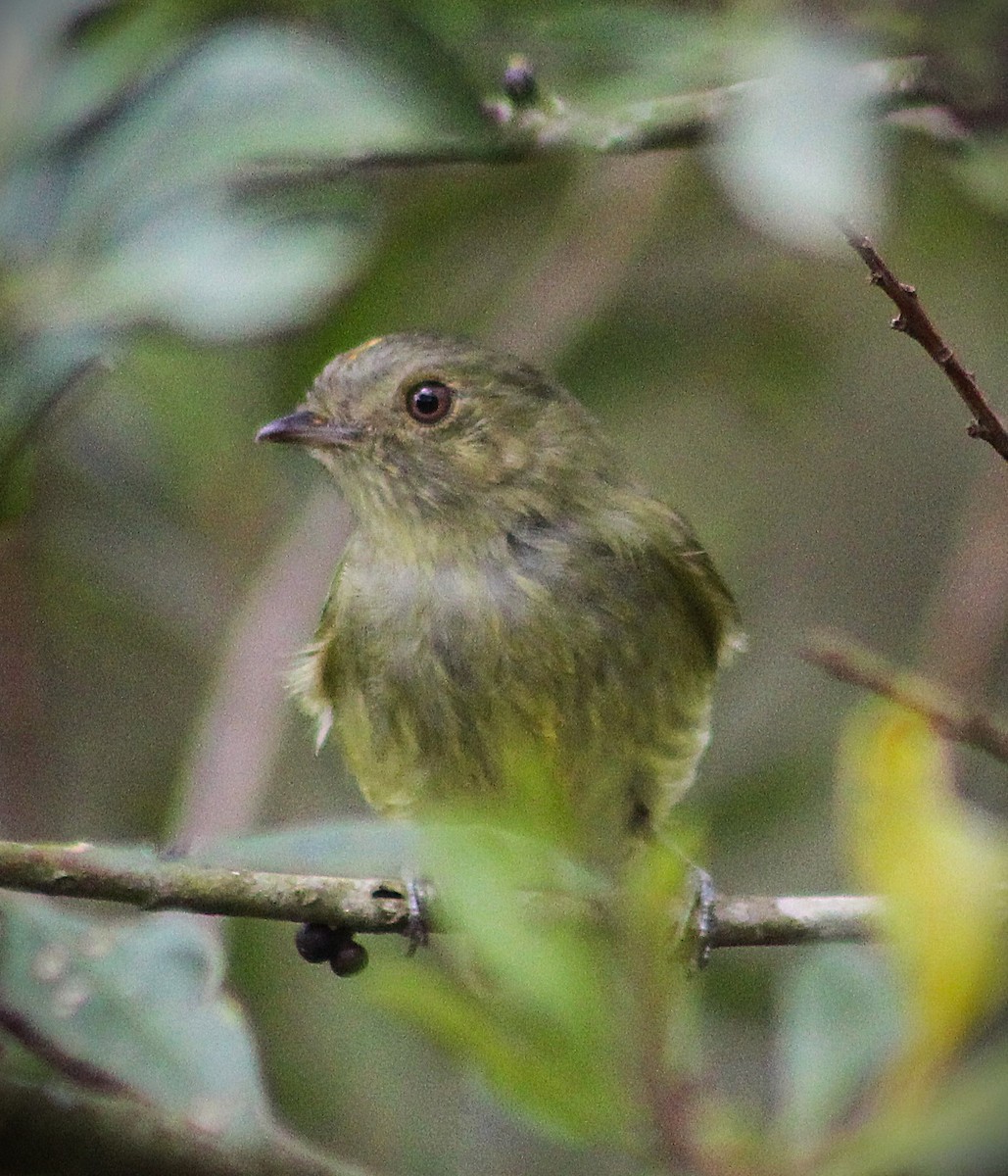 Serra do Mar Tyrant-Manakin - ML643853624