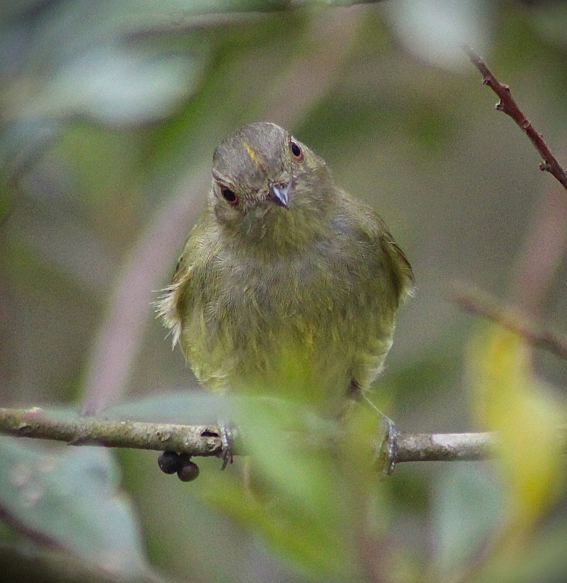 Serra do Mar Tyrant-Manakin - ML643853625