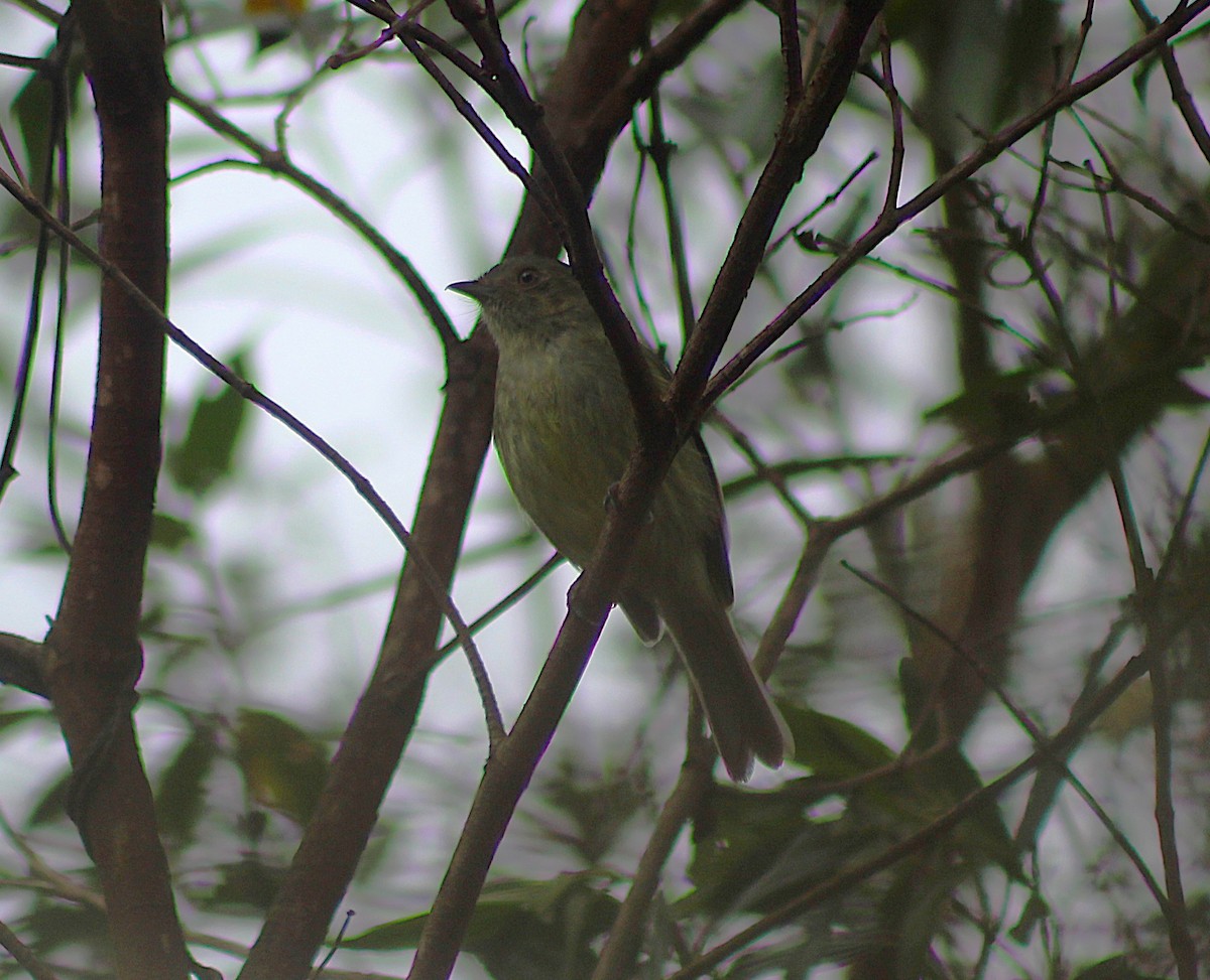 Serra do Mar Tyrant-Manakin - ML643853626