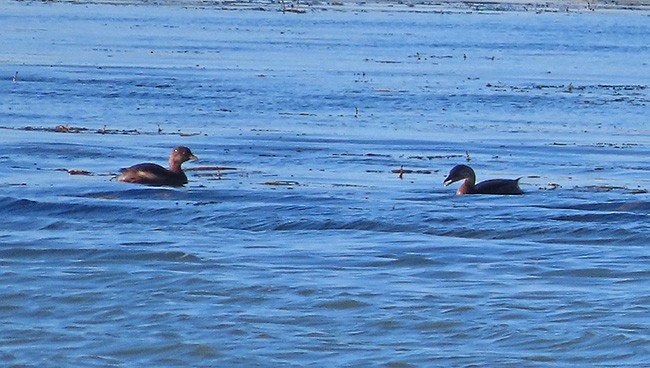 Pied-billed Grebe - ML643853632