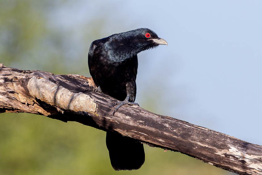 Coucou bleuté (cyanocephalus/subcyanocephalus) - ML643853644