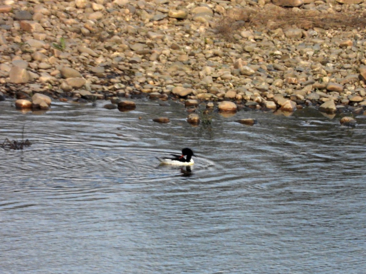 Крех китайський - ML643853648